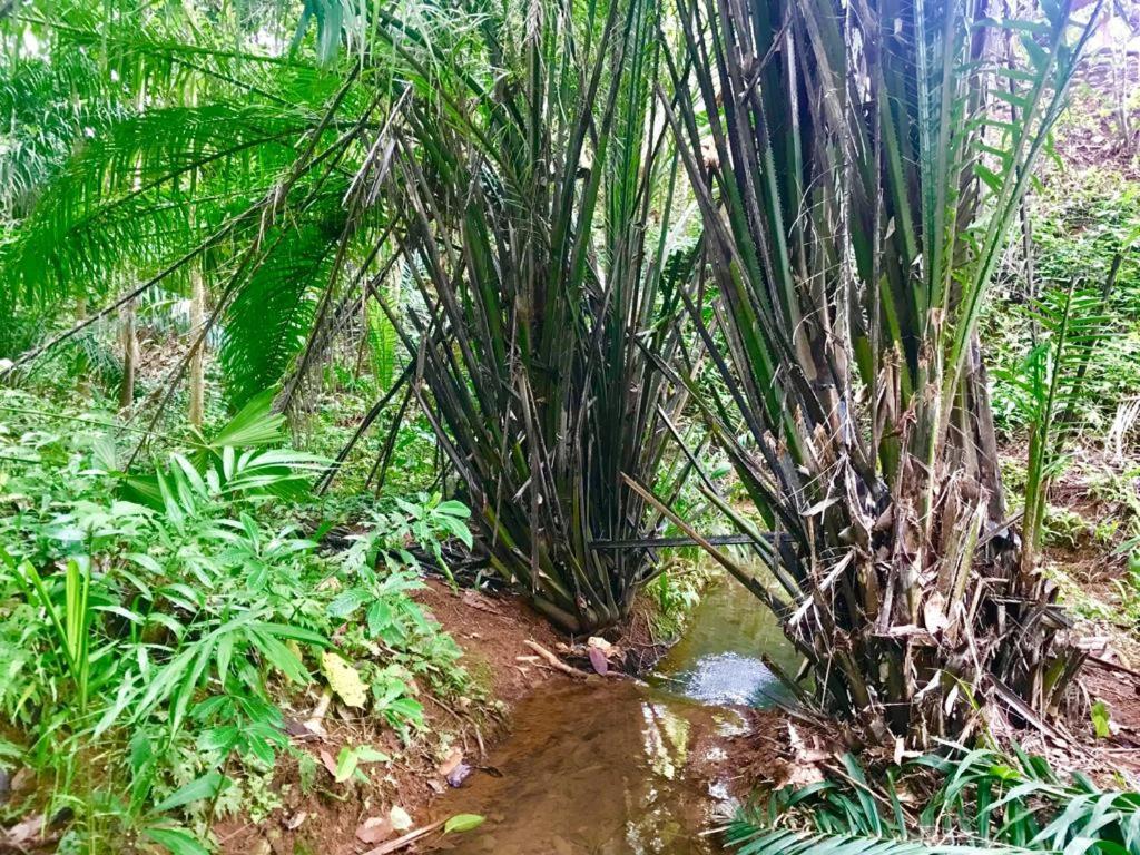 El Pulpo Safari Lodge オホチャル エクステリア 写真